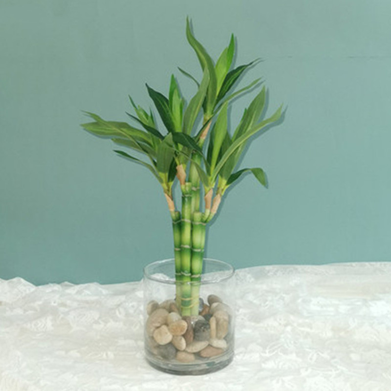 New 40cm Artificial Lucky Bamb - огляд і ціна Succulent Set