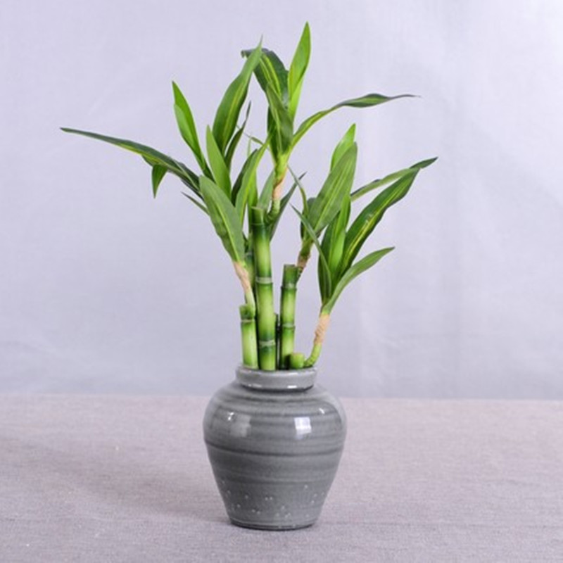 New 40cm Artificial Lucky Bamb - огляд і ціна Succulent Set