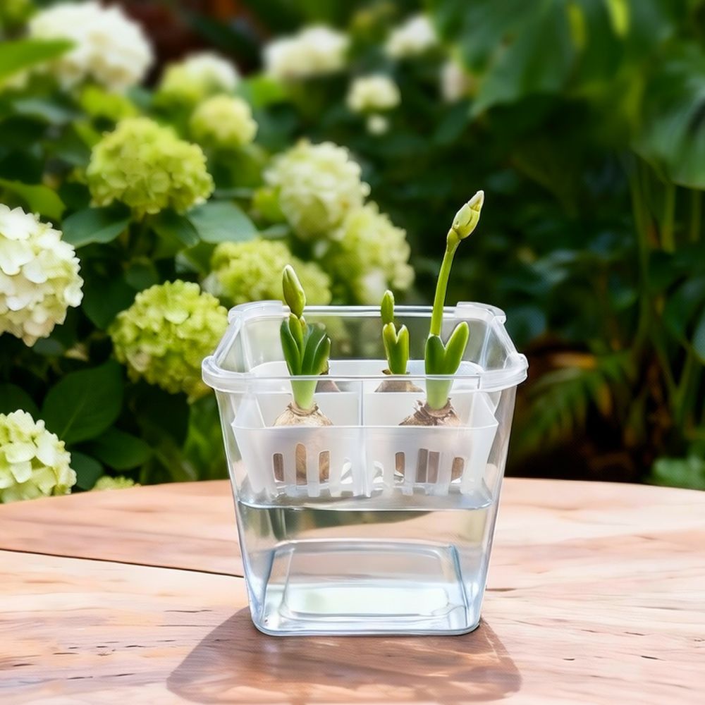 Hydroponic Vase For Tulip Lily - огляд і ціна Indoor Plants