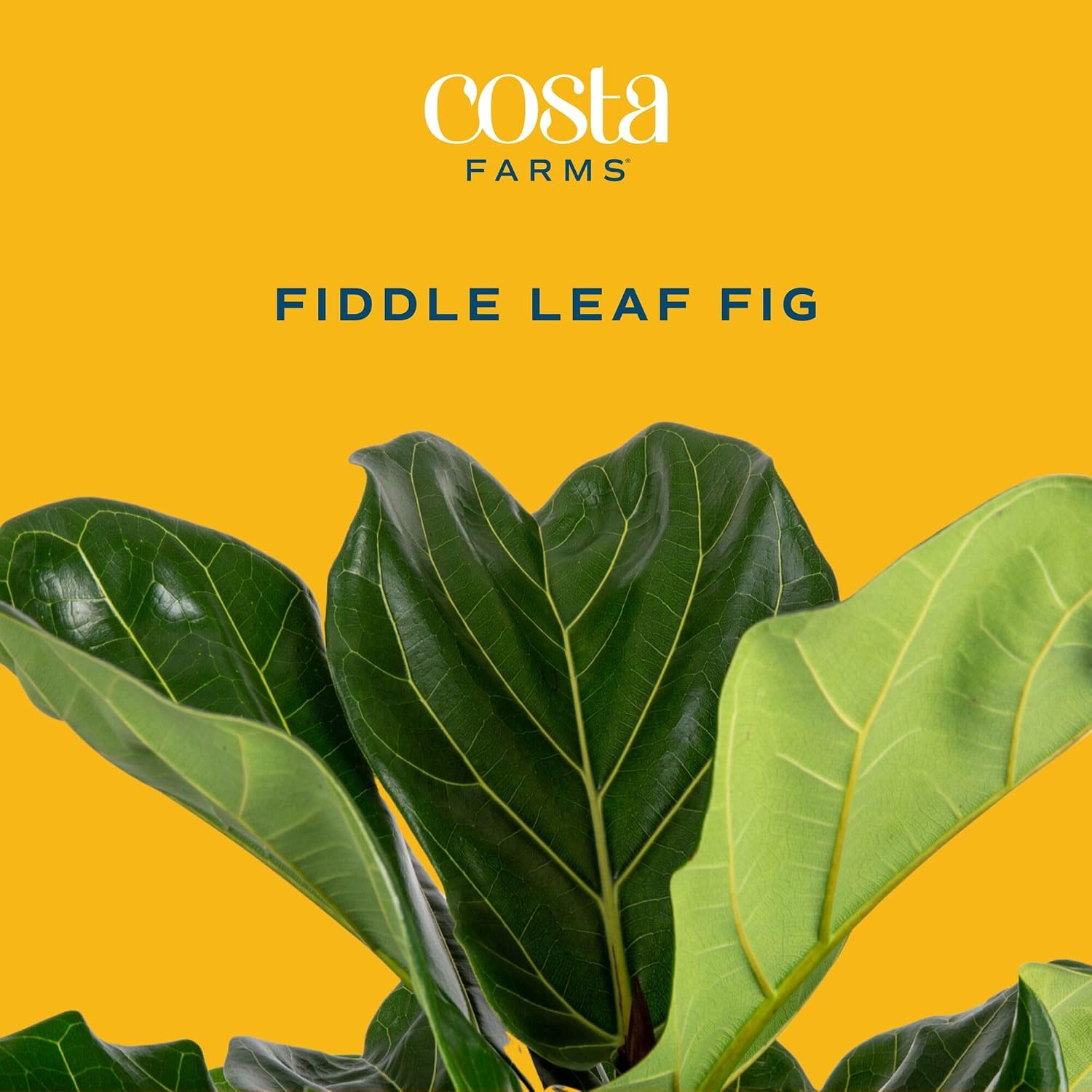 Fiddle Leaf Fig Tree, Live Hou - огляд і ціна Fiddle Leaf Fig